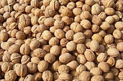 新疆 特色林果提質(zhì)增效 精準(zhǔn)扶貧開(kāi)花結(jié)果